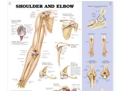 Shoulder and Elbow Wall Chart