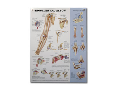 Shoulder and Elbow Wall Chart