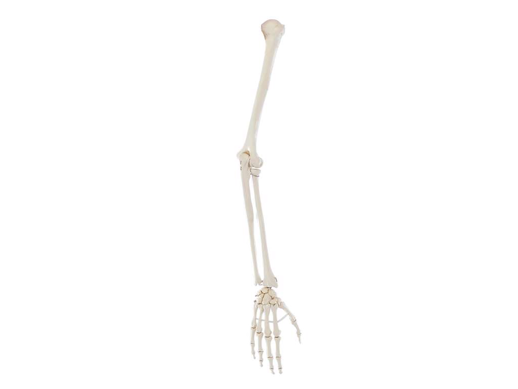  Anatomisk Model af Den Menneskelige Arm 