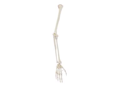  Anatomisk Model af Den Menneskelige Arm 