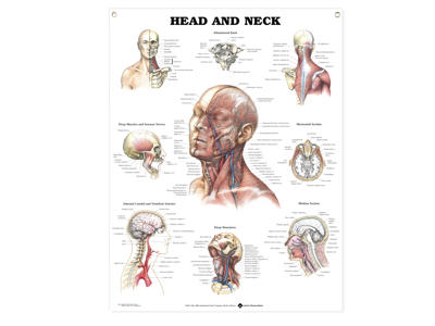 Head and Neck Wall Chart