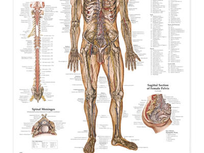Nervous System Wall Chart