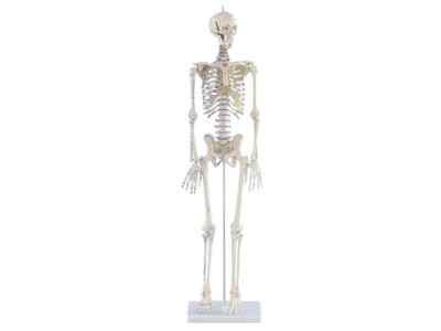 Miniature-Skelet "Daniel" med muskelmarkeringer