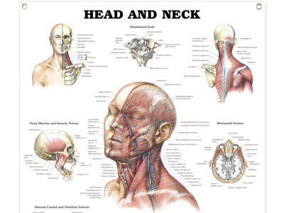 Head and Neck Wall Chart