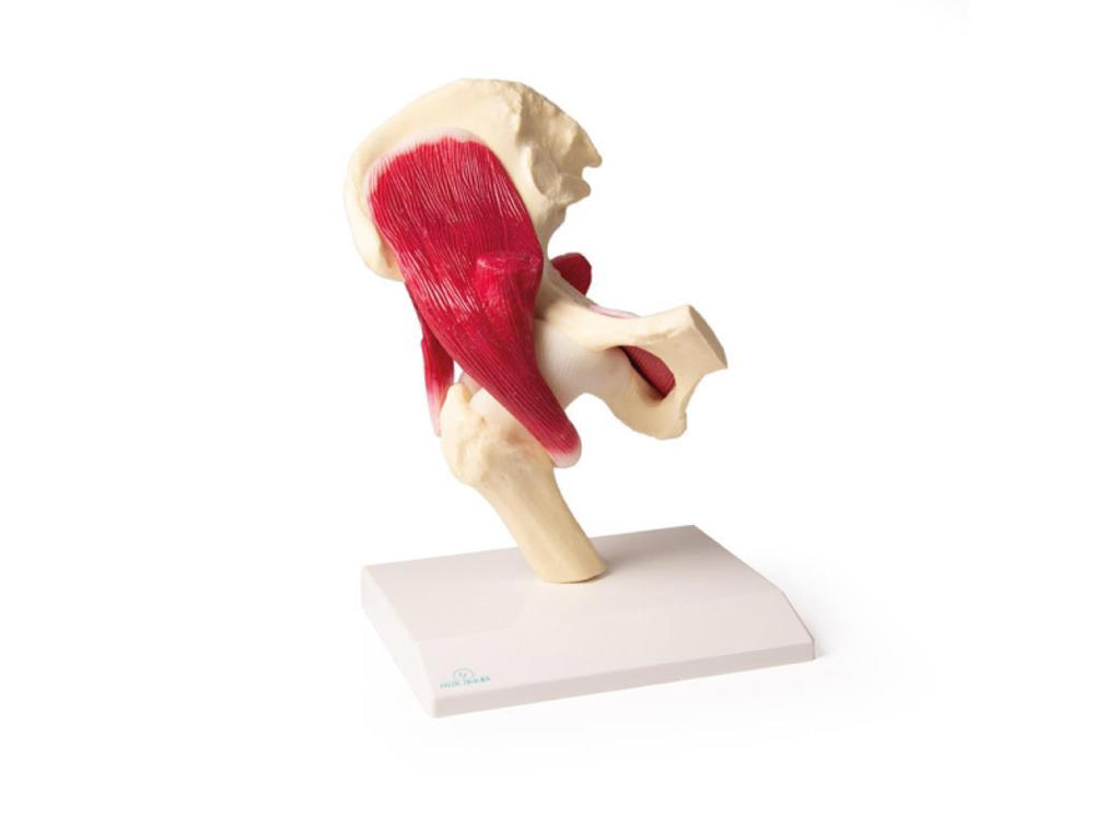 Hofteled, naturlig størrelse med muskler - Anatomisk model