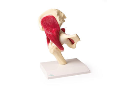 Hofteled, naturlig størrelse med muskler - Anatomisk model