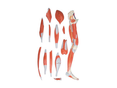 Benmuskler - Anatomisk model med 13 dele