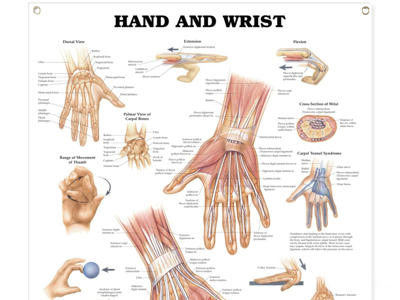 Hand and Wrist Wall Chart