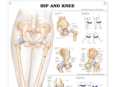 Hip and Knee Wall Chart