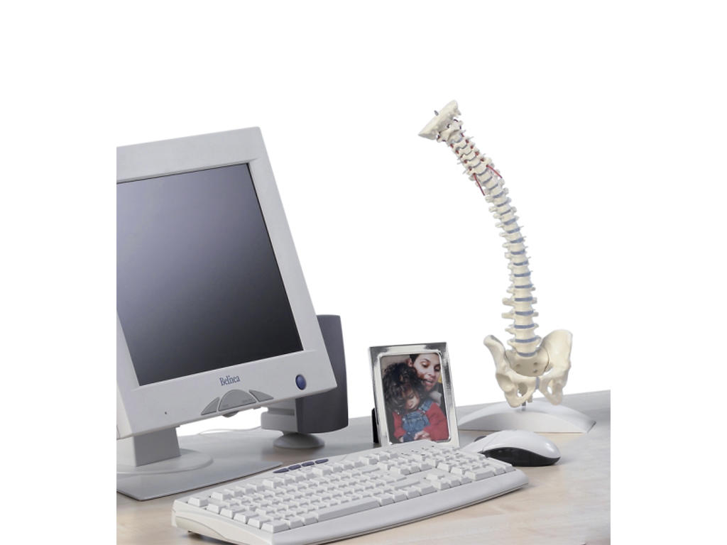 Miniature rygsøjle - Anatomisk model
