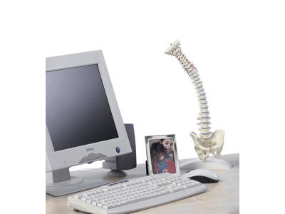Miniature rygsøjle - Anatomisk model