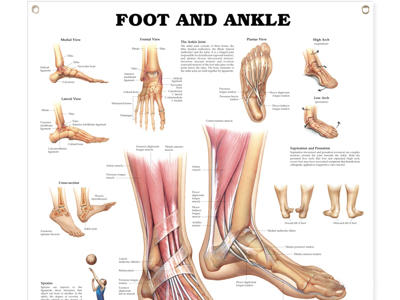 Foot and Ankle Wall Chart