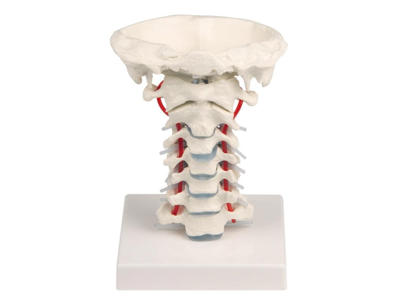 Halshvirvelsøjle med stativ - Anatomisk model