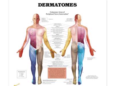 Dermatomes Wall Chart