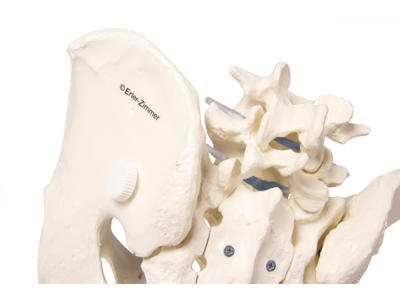 Mandligt bækken med korsben: En anatomisk model