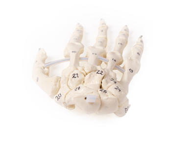 Anatomisk model af håndskelet med nummerering af knogler