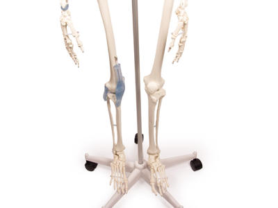Anatomisk model - Skelet "Otto" med ledbånd 