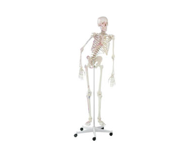 Anatomisk model - Skelet "Peter" med bevægelig rygsøjle og muskelmarkeringer