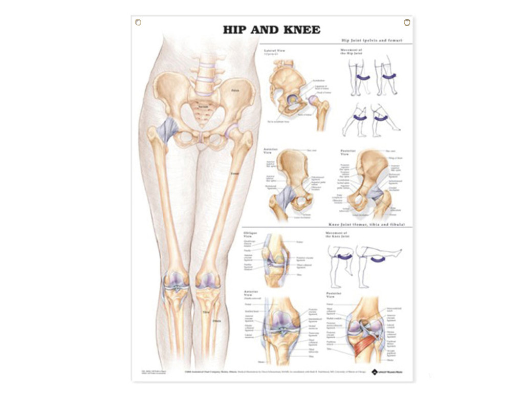 Hip and Knee Wall Chart