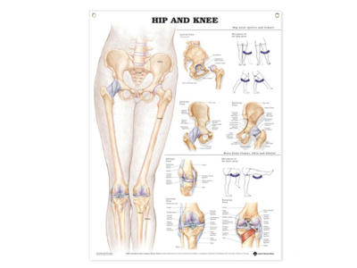 Hip and Knee Wall Chart