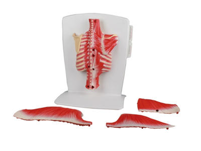 Rygmuskelmodel, 4 dele - Anatomisk model