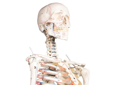 Skelet "Arnold" med muskelmarkeringer - Anatomisk model