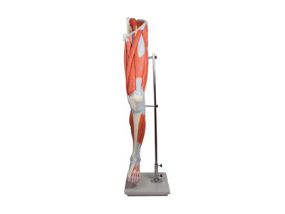 Benmuskler - Anatomisk model med 13 dele