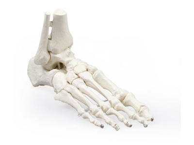 Anatomisk model af fod med tibia- og fibulaindføring
