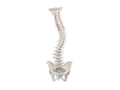 Rygsøjle med bækken - Anatomisk model