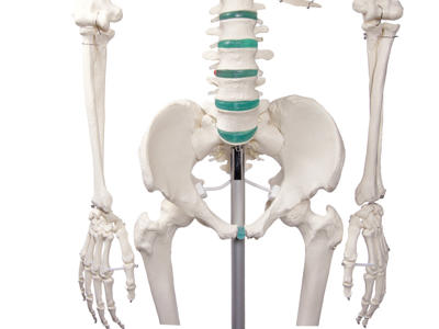 Didaktisk skelet "Oscar" - Anatomisk model
