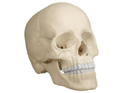 Osteopatisk kraniemodel, 22 dele - Anatomisk model
