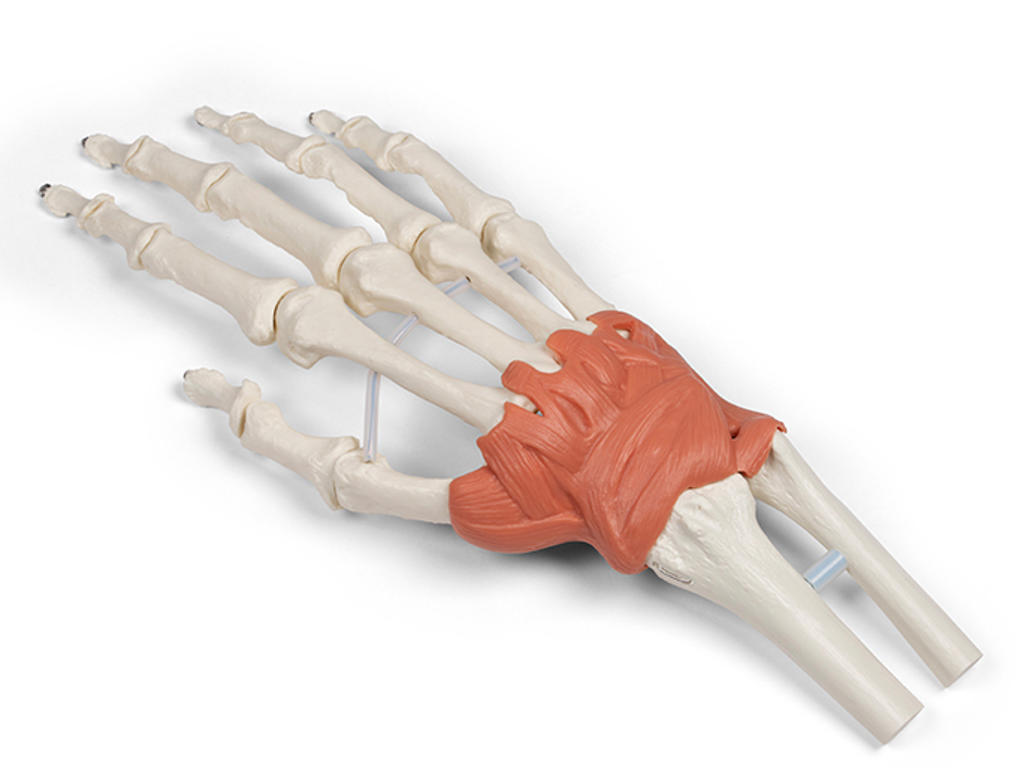 Anatomisk hånd og håndleds model