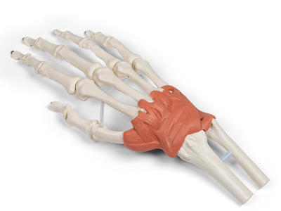 Anatomisk hånd og håndleds model