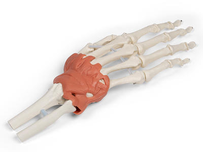 Anatomisk hånd og håndleds model