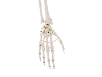 Anatomisk Model af Den Menneskelige Arm 