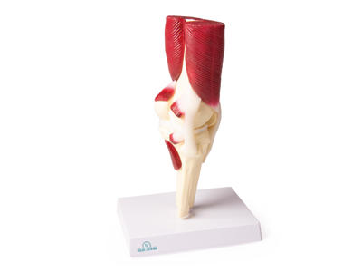 Anatomisk model af knæled, naturlig størrelse med muskler