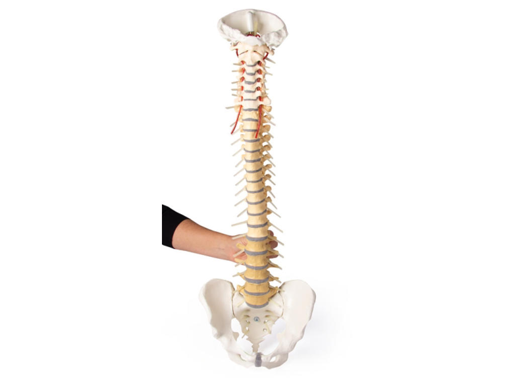Rygsøjle med bækken - Anatomisk model