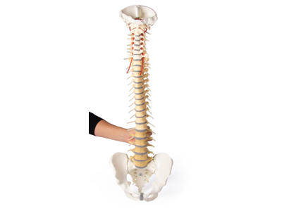 Rygsøjle med bækken - Anatomisk model