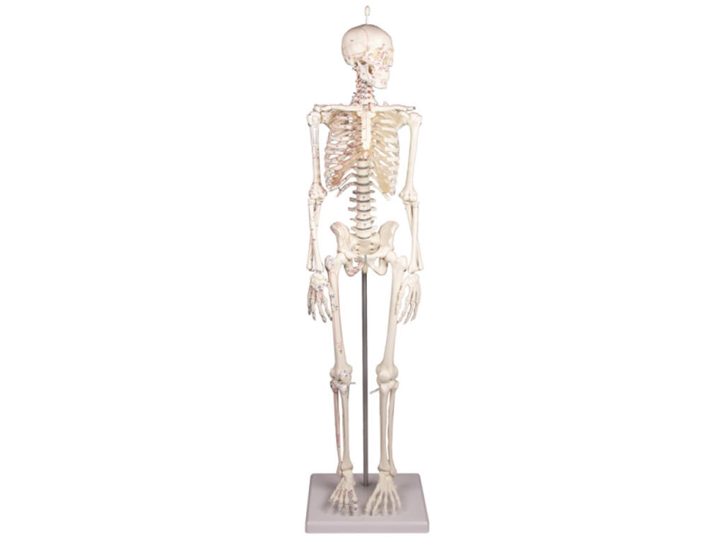 Miniature-Skelet "Daniel" med muskelmarkeringer