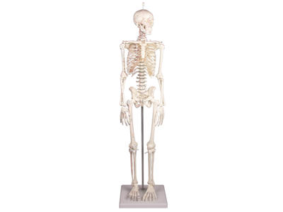 Miniature-Skelet "Daniel" med muskelmarkeringer