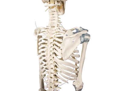 Anatomisk model - Skelet "Toni" med bevægelig rygsøjle og ledbånd