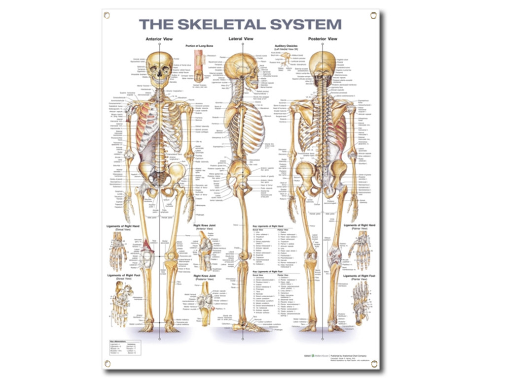 Skeletal System Wall Chart