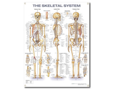 Skeletal System Wall Chart