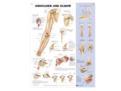 Shoulder and Elbow Wall Chart