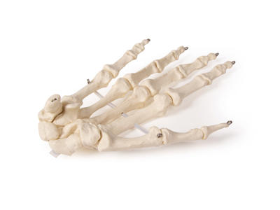 Håndskelet anatomisk model
