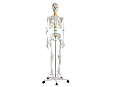 Didaktisk skelet "Oscar" - Anatomisk model
