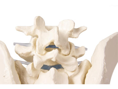 Mandligt bækken med korsben: En anatomisk model