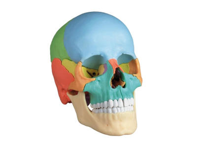 Osteopatisk kranie model, 22 dele, didaktisk version