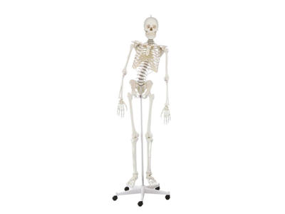 Skelet "Hugo" med bevægelig rygsøjle - Anatomisk model