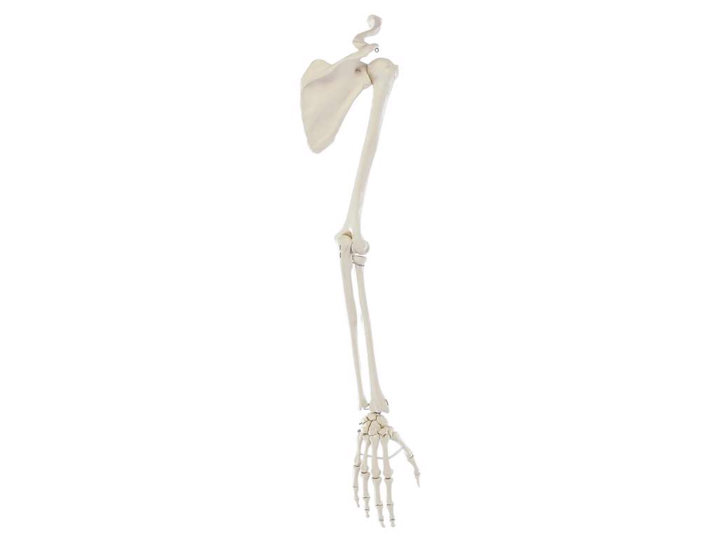Anatomisk model - Skelet af Arm med skulderbælte